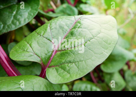 Frische Ceylon Spinat grüne Pflanze Baum auf der Rebe in der Plantage Gemüsegarten/Basella alba - Malabar Nightshade Stockfoto