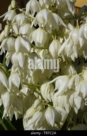 Yucca aloifolia in voller Blüte mit schönen weißen Blüten im hellen Sonnenlicht entnommen und in Corralejo Fuerteventura auf den Kanarischen Inseln Las Pal gefunden Stockfoto