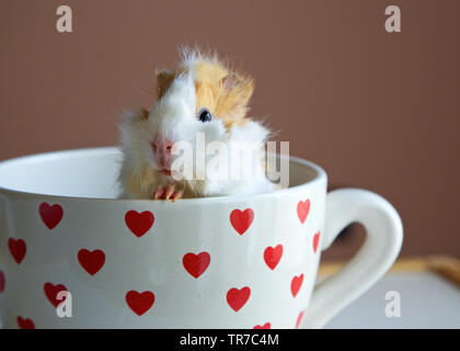 Süße Meerschweinchen in die Schale Stockfoto