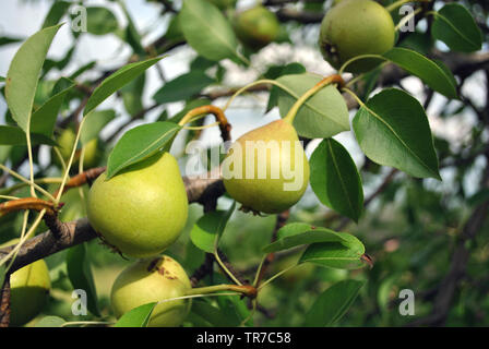 Reif grüne Birne Früchte auf den Ästen mit Blättern, Nahaufnahme, Detail Stockfoto