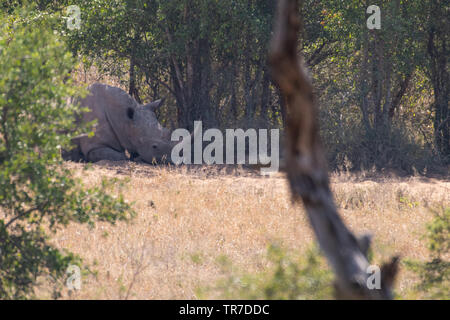 Ein weißes Nashorn Ausruhen im Schatten der Bäume, Südafrika. Stockfoto