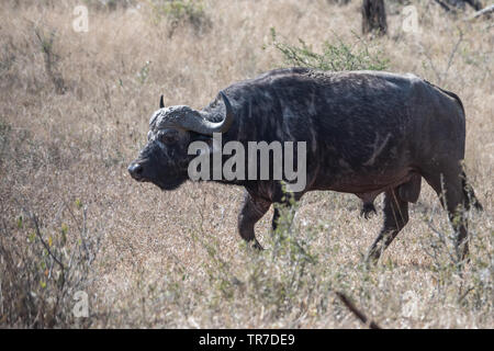Ein alter Mann afrikanischen Büffel in den Narben von Begegnungen mit Löwen, Südafrika. Stockfoto
