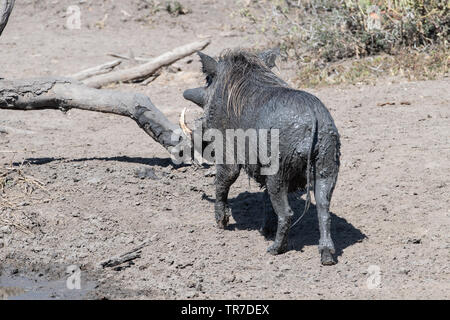 Ein warzenschwein in Schlamm bedeckt, nachdem ein Schwelgen in das Wasserloch, Südafrika. Stockfoto