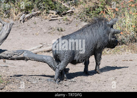 Ein warzenschwein im Schlamm kratzen sich auf einem Baumstamm nach einem Schlamm wälzen, Südafrika bedeckt. Stockfoto