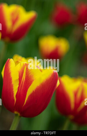Tulpe Blume. Der Lateinische Name ist Tulipa. Auf dem Hintergrund von grünem Laub. Close-up. Der Hintergrund ist unscharf. Bokeh. Schöne Hintergrundbilder. Stockfoto
