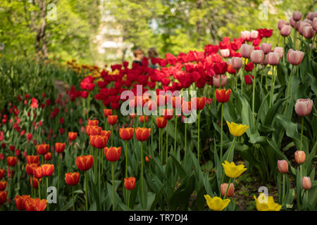 Tulip Garten mit frisch Blumen und Grün. Blühende Tulpen im Frühling Garten Nähe zu sehen. Lila, Rosa, Rot und Gelb, frisch Stockfoto