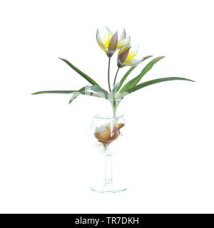 Arten Tulip in ein tulpenförmiges Glas Stockfoto