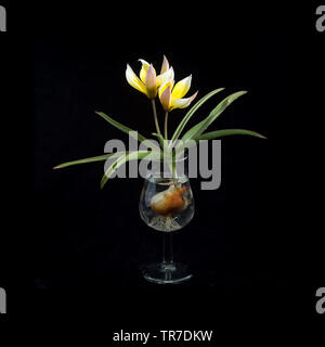 Tulip in ein tulpenförmiges Glas Stockfoto