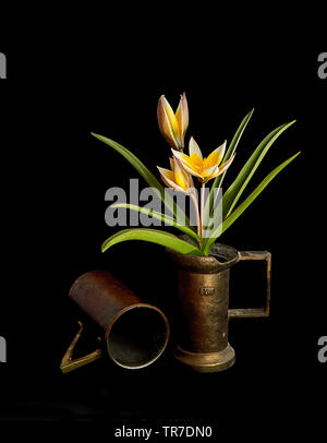 Tulip in alten Kupfer Schale Stockfoto
