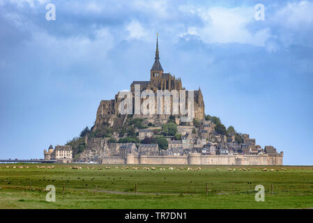 Schafe auf einem Feld mit Le Mont St-Michel im Hintergrund an einem bewölkten Tag Stockfoto