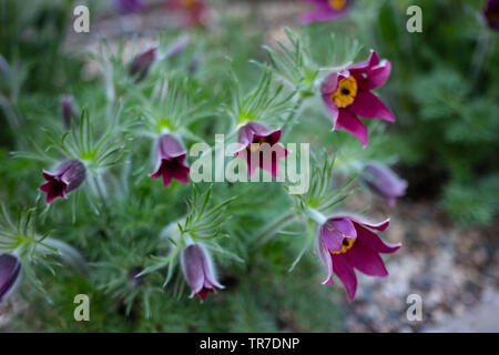 Botanische Rarität wundervoll maroon Frühling Anemonen in den Morgen Garten auf einem hellen Sonne verschwommenen Hintergrund. Pulsatilla helle und flauschige Blumen Schlafen Stockfoto