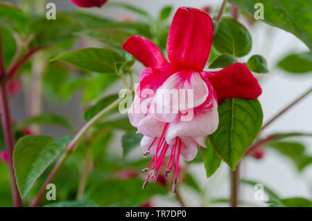 Rote und weiße Farbe Fuchsia Blume / Damen eardrop Fuchsie Blüte / Stockfoto