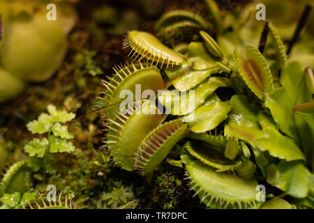 Das berühmteste der fleischfressenden Pflanzen ist dionea Fliegenfalle Dionaea muscipula oder Venus Fliegenfalle. Stockfoto