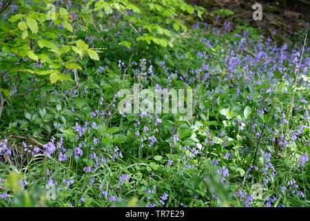 Bluebells im Wald im Lake District Stockfoto