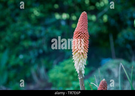 Ein einziger Stiel und Blüte eines roten kniphofia Pflanze im Garten, Stockfoto