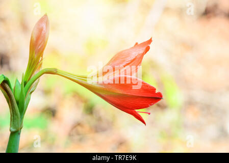 Rote Amaryllis Blumen blühen im Frühling Garten Stockfoto