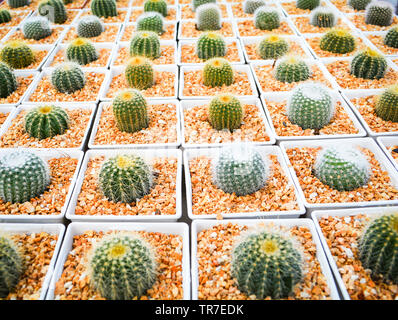 Mini Kaktus in Töpfen im Garten Baumschule cactus Agrar Landwirtschaft Gewächshaus Stockfoto
