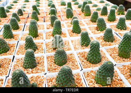 Mini Kaktus in Töpfen im Garten Baumschule cactus Agrar Landwirtschaft Gewächshaus Stockfoto