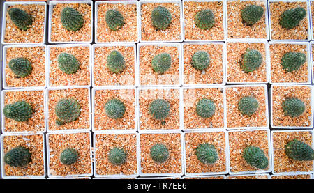 Mini Kaktus in Töpfen im Garten Baumschule cactus Agrar Landwirtschaft Gewächshaus - Ansicht von oben Stockfoto