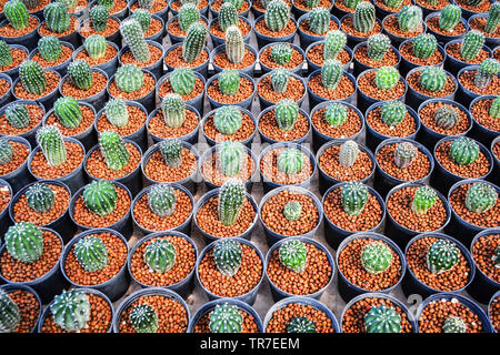 Mini Kaktus in Töpfen im Garten Baumschule cactus Agrar Landwirtschaft Gewächshaus Stockfoto