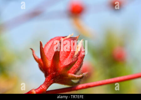 Rot von Roselle Frucht am Baum im Garten für Saft roselle Tee gesund und pflanzliche Arzneimittel - Hibiskus vermutlich native Stockfoto