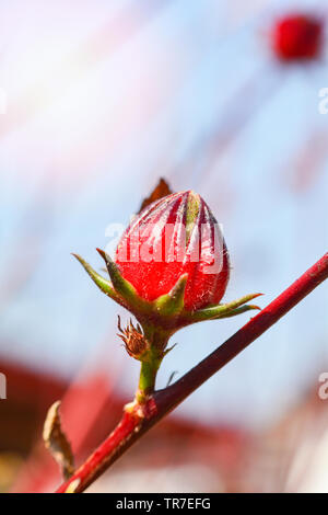 Rot von Roselle Frucht am Baum im Garten für Saft roselle Tee gesund und pflanzliche Arzneimittel - Hibiskus vermutlich native Stockfoto