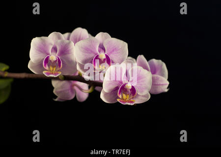 Bezaubernde Blumen einer Violett Orchidee auf schwarzem Hintergrund Stockfoto