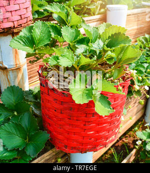 Wilde Erdbeere im Topf und lecker frische Erdbeeren im Glas einen Sack