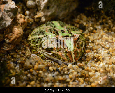 In der Nähe von Grün horned Frog oder Argentinischen horned Frog auf Felsen verstecken Kies in der Kavität Stockfoto