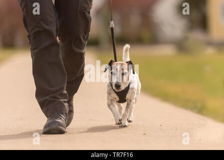 Alte gehorsamen Hund eine Leine mit ihrem Besitzer - süße Jack Russell Terrier Stockfoto