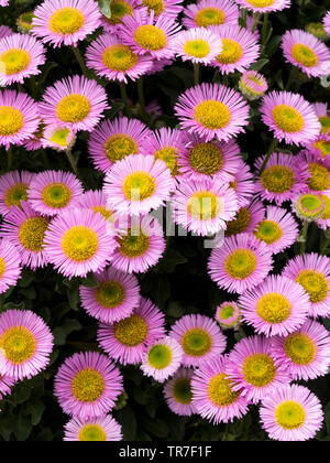 Erigeron Rosa Juwel, Fleabane Daisy Garden Blumen, Großbritannien Stockfoto