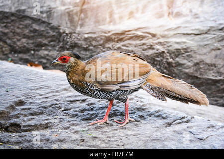 Leiter der weiblichen Siam fireback auf Natur Tierwelt wunderschöne Chicken bird Farm/Diard von fireback - Lophura diardi Stockfoto