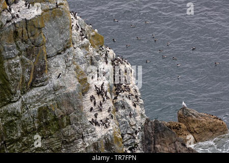 Gemeinsame Guillemot, oder Uria Aage, Nesting auf Felsen auf der heiligen Insel vor der Nordwestküste von Anglesey in Nordwales, im Mai. Stockfoto