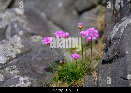 Wilde Blumen wachsen zwischen den Felsen am Strand in North West Schottland. Stockfoto