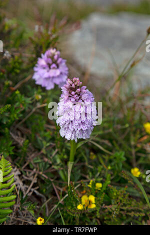Die gemeinsame Knabenkraut, Dactylorhiza fuchsia, auf Anglesey im Norden von Wales im Mai gesehen beschmutzt.