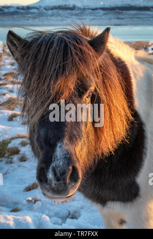 Islandpferd im Schnee bei Sonnenaufgang Stockfoto