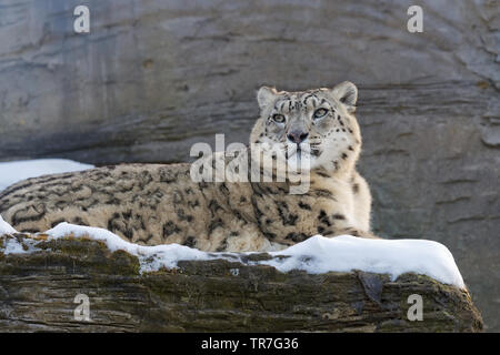 Snow Leopard auf Snow Stockfoto