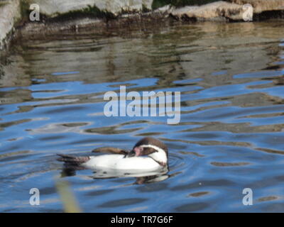 Foto von einem Pinguin im Zoo von Chester. Stockfoto