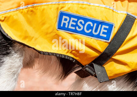 Nationale Suche und Rettung Hunde Verein Rettungshunde auf Übung im Norden Englands. Stockfoto