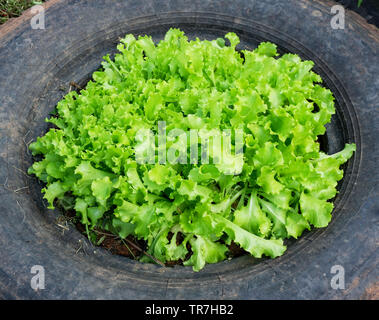 Pflanzen Salat Salat Werk in Reifen Stockfoto