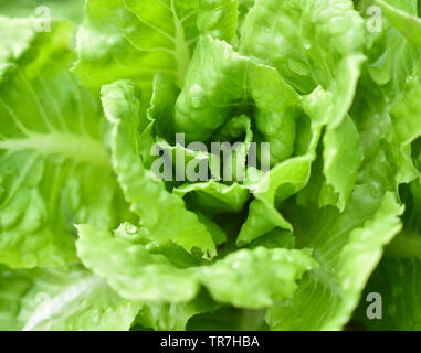 Nahaufnahme von jungen und frischen grünen Kopfsalat Kopfsalat wachsenden Garten hydroponische farm Pflanzen Stockfoto