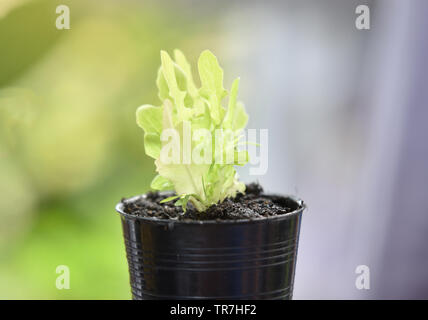 Bepflanzung grünen Salat Salat Werk in Kunststoffbehälter Stockfoto