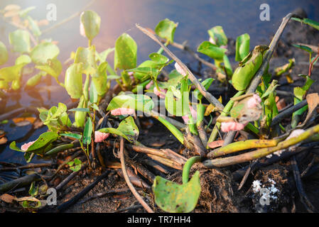 Gruppe von rosa Ei applesnail auf Wasser pflanze Hyazinthe im Fluss/Eier Shell Süßwasser Stockfoto