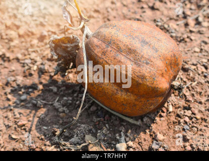 Reifen von Schwamm Kürbis trocken fallen auf dem Boden/Luffa cylindrica Stockfoto