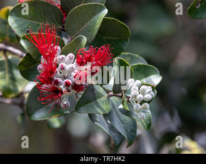 Metrosideros polymorpha, die ʻōhiʻa Lehua, ist eine Pflanzenart aus der Gattung der blühenden immergrünen Baum Stockfoto