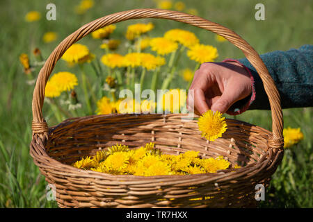 Weibliche Hände ernten Löwenzahnblüten - Taraxacum officinale - im Frühjahr in einen Weidenkorb. Stockfoto