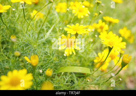 Bereich der gelben wedelia trilobata/Singapur daisy flower Asteraceae im Garten Stockfoto