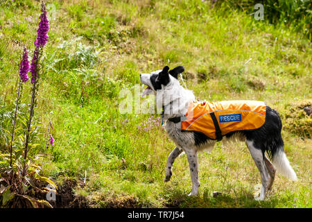 Nationale Suche und Rettung Hunde Verein Rettungshunde auf Übung im Norden Englands. Stockfoto