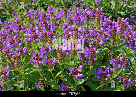 Prunella vulgaris (bekannt als allgemeine Selbstheilung, Heilungsallel, Woundwort, Erdherz, Schreinerkraut, Brownwort und blaue Locken). Stockfoto