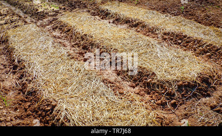 Die erdschicht Stroh für die Anpflanzung von Gemüse oder Blumen in der Plantage vorbereiten Stockfoto